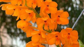 Ascocentrum miniatum уход. Орхидеи в доме.