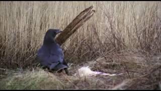 Common raven Northern goshawk Ravn Hønsehauk Ворон Ястреб-тетеревятник