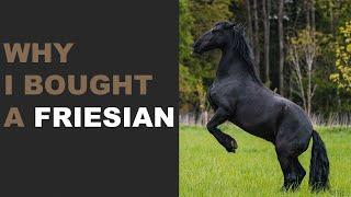 6 Reasons Why I Bought a Friesian!!!