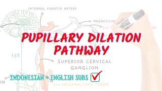 Pupillary dilation pathway | Neuroaholics