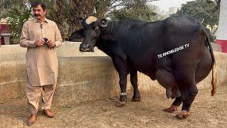 World High Milking Nili Ravi Buffalo Breeder Haji Shaukat Doggar of Multan #buffalo #cow #farmer