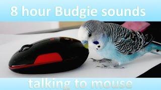 8 hours Budgie sounds - Talking to mouse