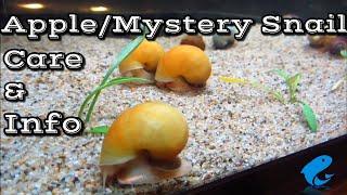 Apple Snail Care and Information - How to Keep Mystery Snails - Golden Apple Snail