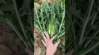 PUNTARELLE: cosa sono, come si puliscono e come si usano #puntarelle #puntarellecomesipuliscono #veg