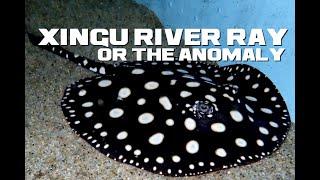 Xingu River Ray Facts - The Picky Polka-Dotted Potamotrygon - Animal a Day XYZ Week