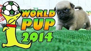 World Pup - Pug Puppies vs. Bichon Frise