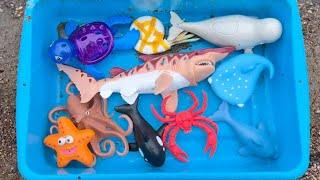 Sea Animals with Interactive Toys and Interesting Insights for Kids