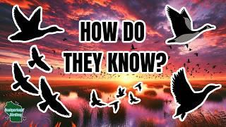 The TRUTH About Why Birds Migrate