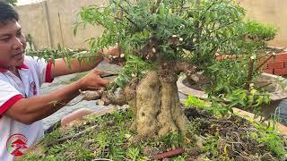 rút cốt , chuyển nhịp cây bonsai , chăm sóc cây bonsai