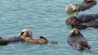 Sea Otter Nursery