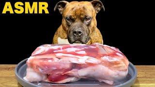 MUKBANG ASMR Dog eating jelly Raw Meats ＆ bones  【American Bully】