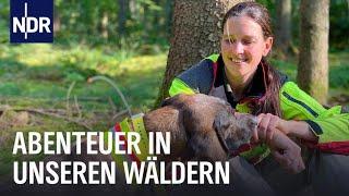 Norddeutschlands Wälder: Sind im Wald! | die nordstory | NDR Doku