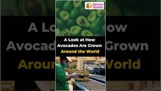 What is the Global Market for Avocados? || Deccan Exotics || #shorts #ytshorts #avocadofarming