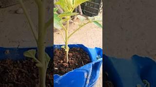 How to care tomato  plant#Tamater poday ke dekh bahal#homegarding #nature #viralshort