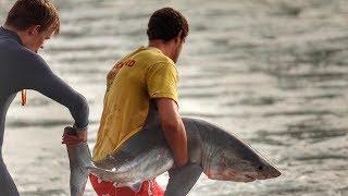 Baby Great White Shark Saved By Surfers