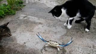 Cats Vs Crab ~ Μπλε καβούρι Χαλάστρας εναντίον γάτας Αδένδρου