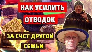 Как подсилить слабый отводок В ноябре ваши пчелы слабые идут в зиму