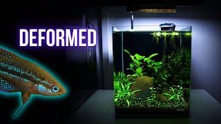 Adding UNIQUE DEFORMED FISH to my AQUARIUM | EP3 NANO CUBE AQUARIUM