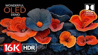 16K Video - Dolby Vision 16K HDR 60fps (8K Video ULTRA HD)