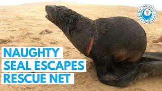 Naughty Seal Escapes Rescue Net