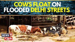 Delhi Rain News | Yamuna Flood News: What's The Condition Of Stray Animals In Delhi? | News18