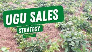 UGU SALS STRATEGY/ Understanding the sales strategy in ugu farming for beginners/ ugu market sales