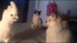 Cockatoo Meows Like a Cat
