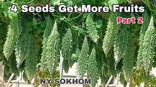 How to Grow Better Melon from Seeds at Home / How to Get More Fruits from Beginner to Harvest