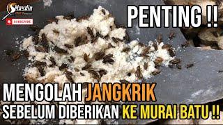 Penting.!? Mengolah Jangkrik, Sebelum diberikan ke Murai Batu!!