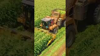 Agriculture corn modern  #farming #automobile #wood #machine