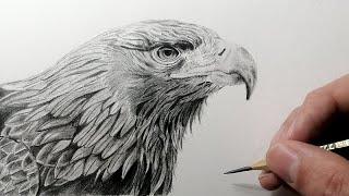 Cómo dibujar un Águila