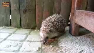 Cute Hedgehog Pet is Eating