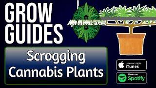 Scrogging Cannabis Plants | Grow Guides Episode 22