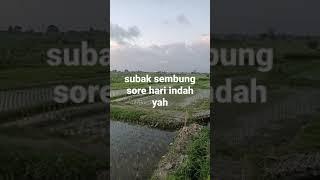 Tempat olahraga sore suasana desa dan sawah Ekowisata Subak Sembung, Peguyangan