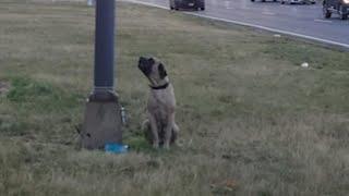 Dog found tied to pole with note off Southern State Parkway