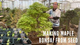 Making Maple Bonsai From Seed