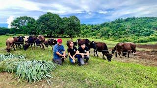 Super Important Tips para sa Dairy Cattle Farmers: Transforming Challenges into Success!