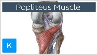 Popliteus Muscle - Origin, Insertion, Function & Innervation - Human Anatomy | Kenhub