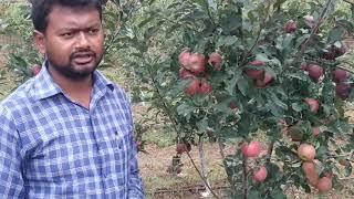 Gale Gala | Apple | Variety | M.9 | HDP | Dr. YSPUHF |  Solan | HP | Dr. Niranjan Singh |