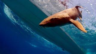 Shark Conservation with Dr. Demian Chapman