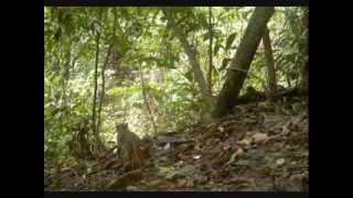 Video-captures of the bay cat (Pardofelis badia) in Borneo