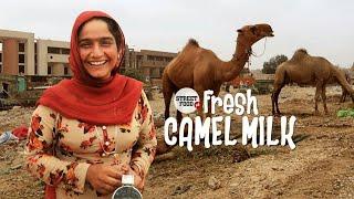 FRESHEST Camel Milk | Street Food Karachi | Pakistan Street Food