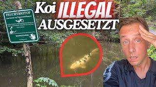 SKANDAL IM WALD!  Koi-Fisch im heimischen Biotop gefunden!