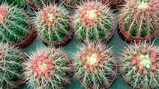 all category variety cactus and seculen 🪴🪴 plant