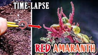 Growing Red Amaranth Plant From Seed To Flower (95 Days Time Lapse)