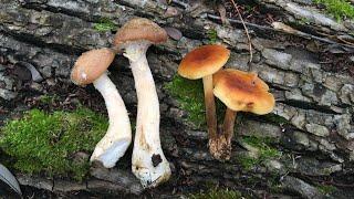 Armillaria mellea vs Flammulina velutipes