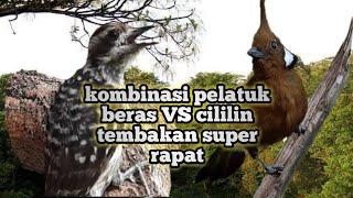 masteran pelatuk beras VS cililin super rapat cocok untuk lomba