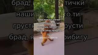 С брадков монке падписка! #монкесквад #брадки #монки #monkey #монке #рекомендации #сигма