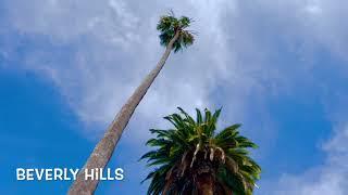 Palm trees in Beverly Hills in LA