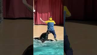 Sea lion failed to save his trainer